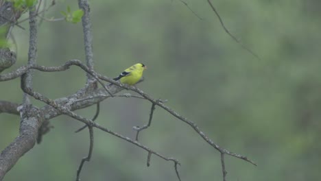 Closeup-Shot-Of-An-American-Gold-Finch,-Bird-Flying-From-A-Tree-Branch-Perch