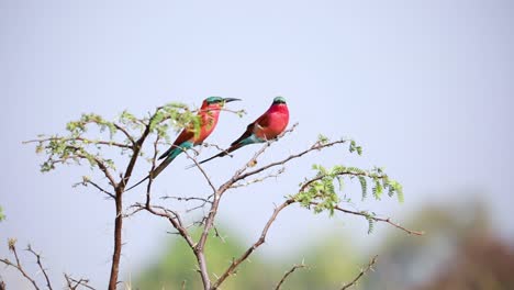 Southern-Carmine-Bee-Eater-Bird-Perched-on-Branch-on-Africa-Bird-Watching-Safari