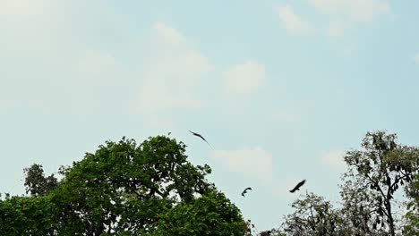 A-colony-of-these-bats-seen-flying-towards-the-right-over-trees-during-the-afternoon-as-they-go-out-to-hunt-during-the-night,-Lyle's-Flying-Fox,-Pteropus-lylei,-Wat-Nong,-Sida,-Saraburi,-Thailand