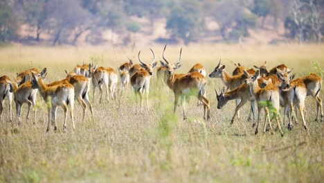 Herd-of-red-lechwe-antelope,-Caprivi-Strip,-Namibia-in-Africa