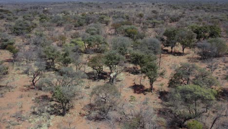 Aerial-View-Of-Giraffe-Eating-From-Tree,-Waterberg-Plateau,-Namibia