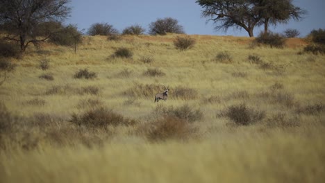 Roan-Antelope-Standing-Motionless-in-African-Savanna-Grasslands-in-Namibia
