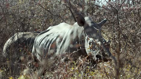 Dehorned-Black-Rhino-on-African-Wildlife-Safari-in-Animal-Conservation-Area