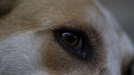 Macro-close-up-of-dog's-eye-and-pupil-after-lifting-head-up-from-laying-down