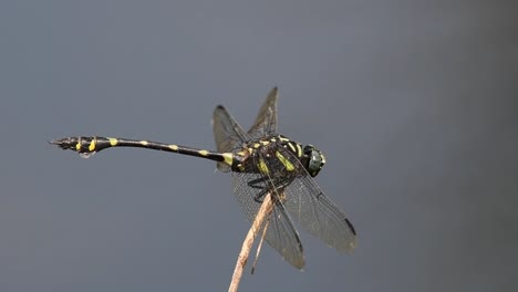 Facing-right-while-perching-on-a-twig,-turns-its-head,-windy-days-at-a-pond,-Common-Flangetail,-Ictinogomphus-decoratus,-Kaeng-Krachan-National-Park,-UNESCO-World-Heritage,-Thailand