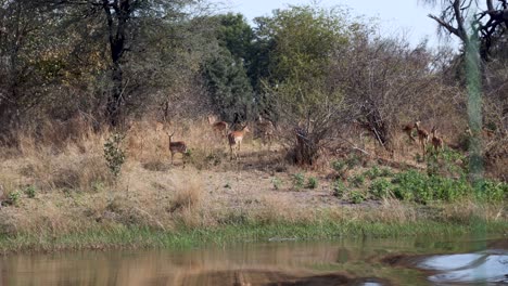 Herd-Of-Red-Lechwe-Grazing-On-Banks-Of-Chobe-River-Near-Caprivi-On-Namibia-Botswana-Border,-Africa