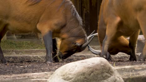 Epischer-Kampf-Zwischen-Zwei-Waldbüffeln,-Südafrika