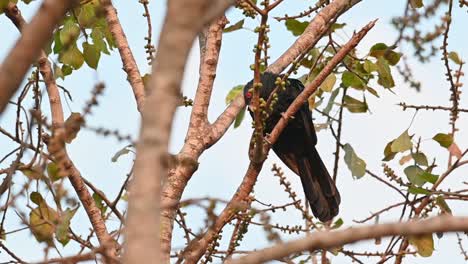 Seen-perched-within-bare-branches-in-summer,-raises-its-head-to-reach-out-and-preens-its-back-feathers,-Asian-Koel,-Eudynamys-scolopaceus,-Male,-Thailand