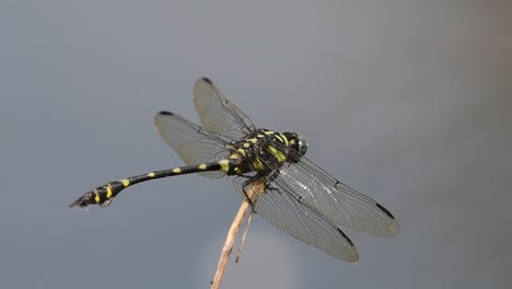Close-up-capture-revealing-the-Dragonfly-turning-its-head-several-times,-scratches-its-head,-Common-Flangetail,-Ictinogomphus-decoratus,-Kaeng-Krachan-National-Park,-UNESCO-World-Heritage,-Thailand