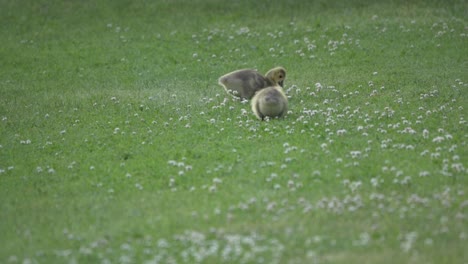 Isolated-Canada-Goose-Baby-Goslings-Grazing,-Cute-Fluffy-Wild-Chicks