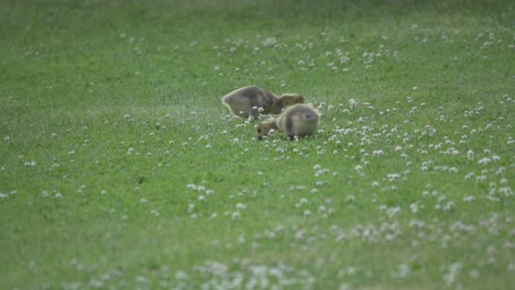 Adorable-baby-Canada-Goose-goslings-biting-grass-with-flowers-during-sprint-time