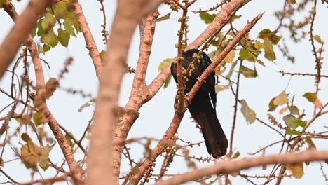 Turns-its-head-over-its-shoulder-towards-the-left-of-its-body-and-preens-its-left-wing,-red-eye,-Asian-Koel,-Eudynamys-scolopaceus,-Male,-Thailand