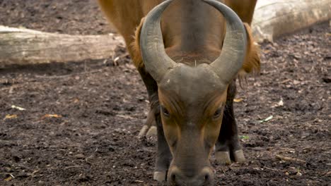 An-aggressive-Forest-buffalo-slowly-walks-towards-the-camera-in-slow-motion
