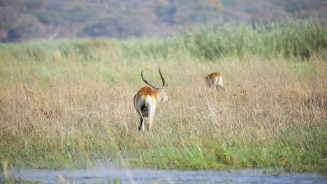 Red-Lechwe-Walking-On-The-Grassland-In-Caprivi-Strip,-Namibia