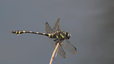 Seen-landing-on-the-twig-facing-to-the-right-as-it-balances-against-the-wind,-Common-Flangetail,-Ictinogomphus-decoratus,-Kaeng-Krachan-National-Park,-UNESCO-World-Heritage,-Thailand