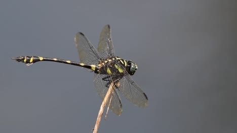 Facing-to-the-right-perched-on-a-twig-then-it-turns-its-head-around,-forest-wind-blows,-Common-Flangetail,-Ictinogomphus-decoratus,-Kaeng-Krachan-National-Park,-UNESCO-World-Heritage,-Thailand