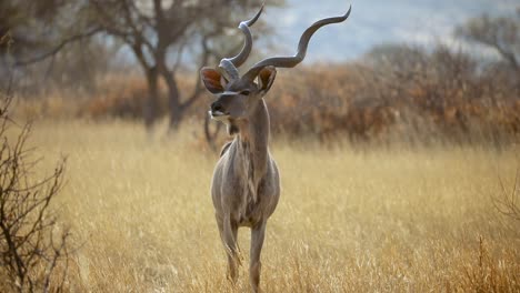 Isolated-Kudu-in-Namibia,-Africa