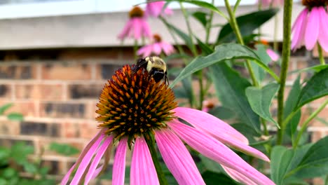 Large-bee-on-a-echinacea-on-a-summer-day,-no-person