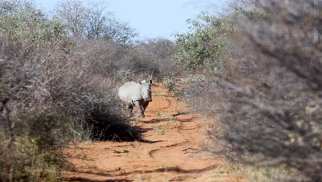 Isolated-rhino-among-shrubs-of-savanna-in-Namibia,-Africa