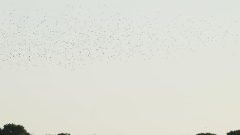 Big-flock-of-birds-in-the-sky-in-nature-reserve