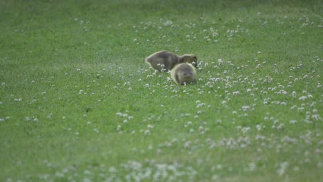 Two-Adorable-Baby-Canadian-Geese-Goslings-Feeding-On-Green-Grass