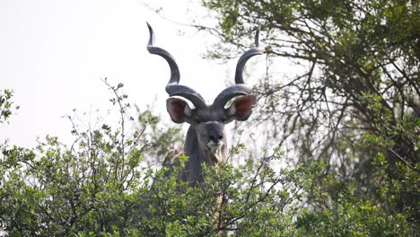Antílope-Kudu-De-Cuernos-En-Espiral-En-Namibia-Tierras-De-Conservación-De-La-Vida-Silvestre-En-áfrica