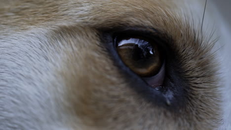 Macro-close-up-shot-of-dog's-eye-looking-around-while-laying-down
