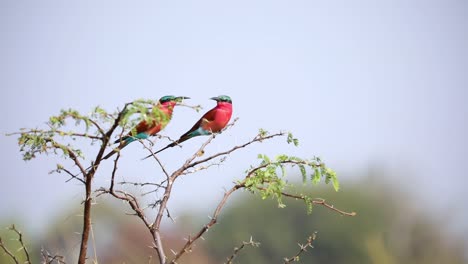 Couple-of-beautiful-Southern-carmine-bee-eaters-flying-off-from-tree-branch,-Namibia-in-Africa