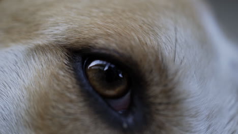 Macro-shot-of-brown-and-white-stray-dog's-eye-blinking-and-looking-around