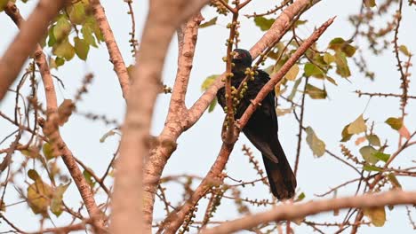 Seen-within-t-bare-branches-shaking-its-body-ready-to-roost-before-night-comes,-Asian-Koel,-Eudynamys-scolopaceus,-Male,-Thailand