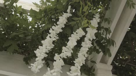 Vista-De-Flores-Blancas-De-Una-Pérgola-Decorativa