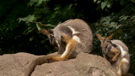 Two-tired-Eastern-wallaroos-resting-on-a-stone-in-eastern-Australia