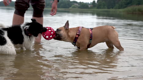 The-Pet-Owner-Playing-A-Rubber-Ball-With-A-Pitbull-And-Border-Collie-On-The-Water