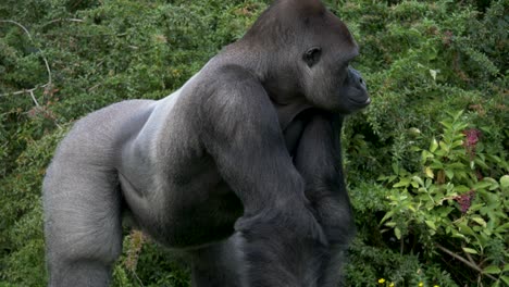 Full-body-shot-of-a-big,-strong,-and-powerful-silverback-gorilla