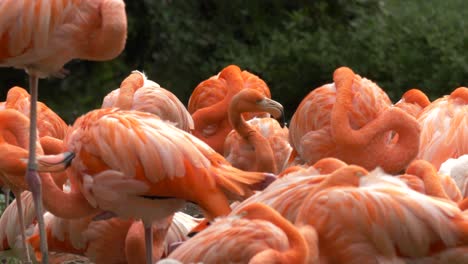 Wide-view-of-a-group-of-colorful-Flamingos-at-peace-in-its-natural-habitat