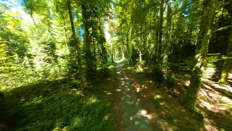 Grand-Jorat-Forest-Trail,-Umgeben-Von-Dichten-Buchen-Im-Sommer