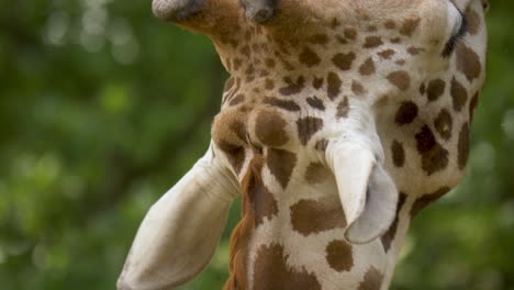 Extreme-close-up-macro-shot-of-the-ears-and-horns-of-a-large-adult-giraffe,-surrounded-by-beautiful-green-trees