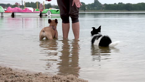 Der-Trainer-Gibt-Hunden-Mit-Handbewegungen-Befehle,-Um-Das-Flusswasser-Zu-Betreten-Und-Zu-Tauchen