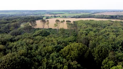 Aerial-Over-Top-Of-Denge-Woodland-Trees-In-Canterbury