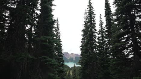 Western-White-Pine-Trees-In-Den-Bergen-Mit-Blick-Auf-Den-Garibaldi-See-Im-Hintergrund-In-British-Columbia,-Kanada