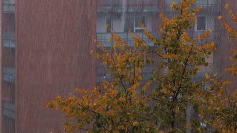 Heavy-rain-is-raining-in-the-fall