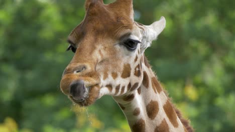Epic-close-up-tracking-shot-of-a-goofy-Giraffe-licking-its-mouth-with-its-long-tongue,-beautiful-backdrop-with-green-plants,-and-trees