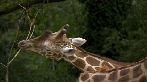 One-Giraffe-using-its-long-neck-to-feed-the-last-leaves-from-a-branch-high-up-in-the-sky