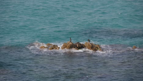 Timelapse-of-cormorants-drying-in-the-sun-in-the-middle-of-a-rock-in-a-turquoise-sea