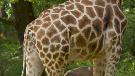 Der-Körper-Einer-Erwachsenen-Giraffe-Mit-Wunderschönen-Und-Einzigartigen-Mustern-Zur-Tarnung