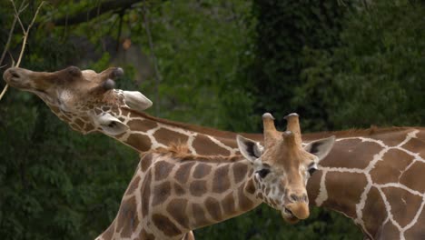 Zwei-Giraffen,-Die-Nebeneinander-Auf-Den-Grünen-Wiesen-Afrikas-Fressen