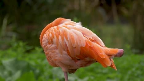 Close-up-side-view-of-a-sleeping-flamingo-standing-still-on-one-leg-in-its-natural-habitat