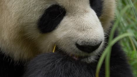 Front-view-of-a-panda-facing-camera-and-eating-bamboo-with-eye-contact