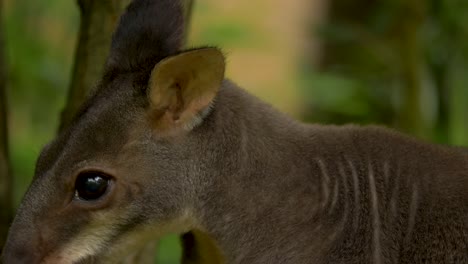 Isolated-Close-up-front-view-of-a-cute-Dusky-pademelon-in-a-tropical-dry-forest
