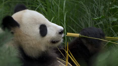 Isolierte-Porträtaufnahme-Eines-Riesenpandas,-Der-Köstlichen-Bambus-In-Zeitlupe-Genießt